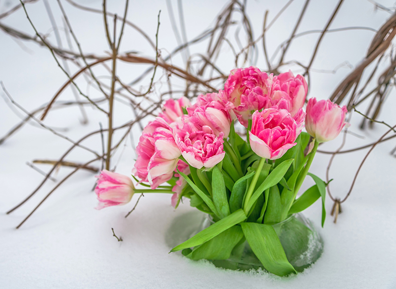 Bouquets Flowers