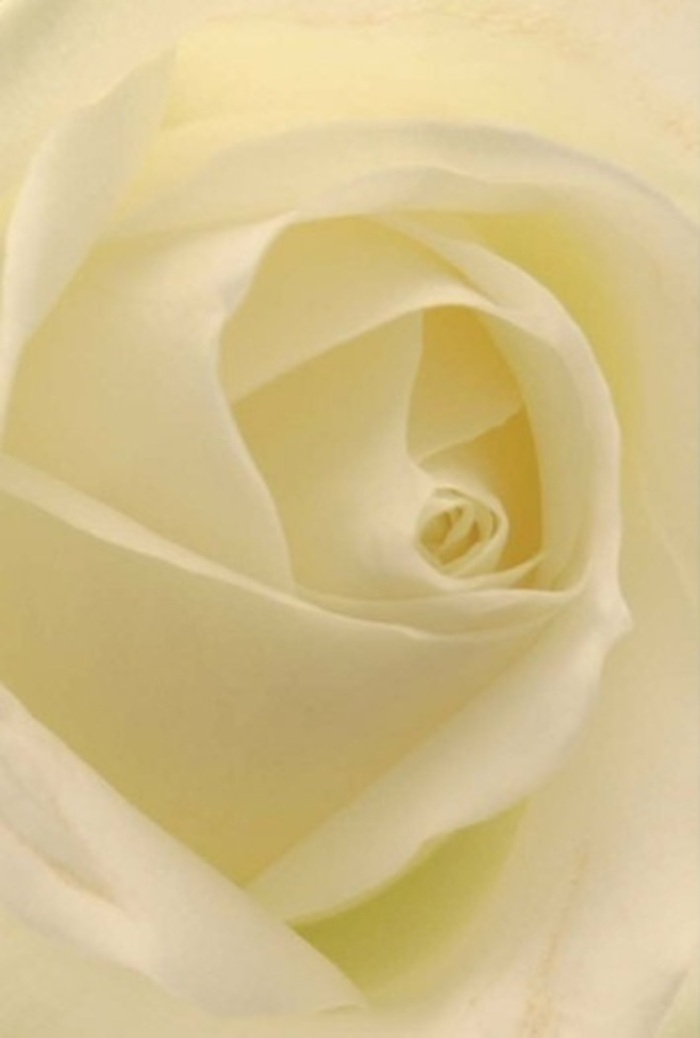 Gazing deeply into this classic white rose, one's senses are enveloped by its layered tranquility and sophistication-a visual poem crafted by a local Camberley florist attuned to the area's understated charm. The smooth transitions between shades of white and cream mimic the gentle, diffuse light that often filters through Camberley's tree-lined avenues. Each petal forms an intricate spiral at the core, its subtle curves and perfect arrangement reflecting a sense of purity and quiet resilience-be it as an offering for a heartfelt apology, a romantic surprise, or as a centrepiece gracing a wedding in Camberley's historic town centre. Faint shadows play gracefully between the folds, imbuing the entire bloom with a gentle luminosity that seems to radiate from within. The implied fragrance is clean yet subtly sweet, a serene reminder of meandering through Heatherside park on a crisp morning. This rose epitomizes unspoken expression, artfully arranged for those moments when words are not enough and only beauty and care will do.